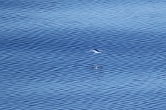 Exocoetidae