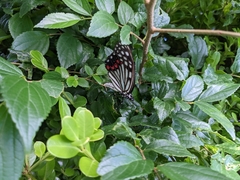 Hestina assimilis assimilis