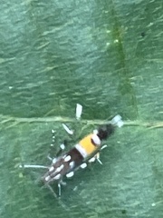 Cosmopterix fulminella