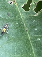 Cosmopterix fulminella