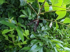 Hestina assimilis assimilis