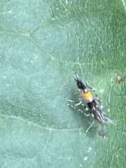 Cosmopterix fulminella