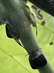 Megacopta punctatissima