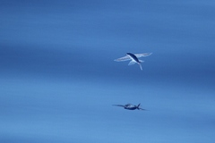 Exocoetidae