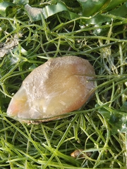 Phlebobranchia