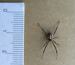 Latrodectus lilianae