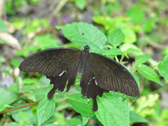 Papilio nephelus