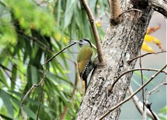 Picus xanthopygaeus