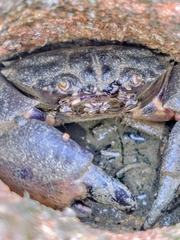 Myomenippe hardwickii