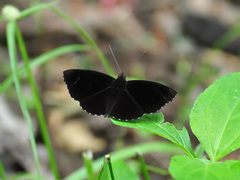 Rohana tonkiniana