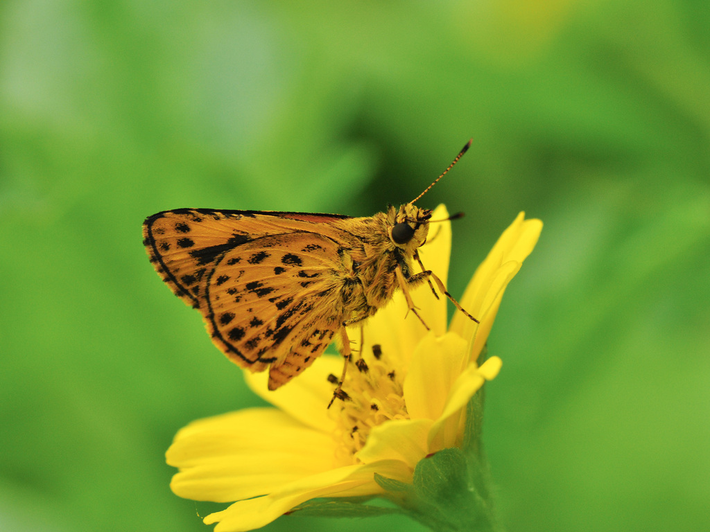 Banded Bush Hopper