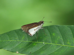 Iton semamora