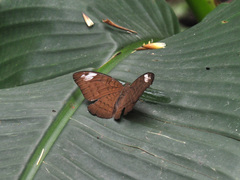 Tanaecia julii odilina