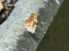 Herona marathus