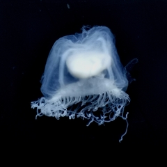 Turritopsis nutricula