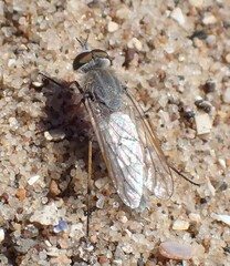Acrosathe annulata
