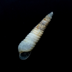 Cingulina cingulata