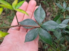 Alyxia ruscifolia