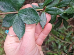 Alyxia ruscifolia