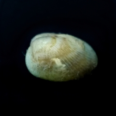 Musculus cupreus
