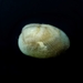 Musculus cupreus - Photo 由 邹轶帆Yifan Zou 所上傳的 (c) 邹轶帆Yifan Zou，保留部份權利CC BY-NC