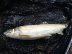 Plecoglossus altivelis