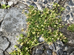 Sagina procumbens