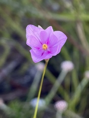 Ixia micrandra