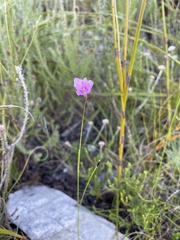 Ixia micrandra