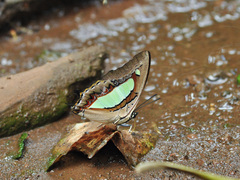Polyura athamas