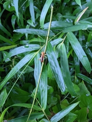 Nippancistroger testaceus