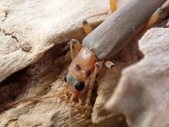 Copidita quadrimaculata