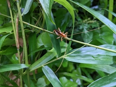 Nippancistroger testaceus