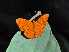 Chersonesia intermedia