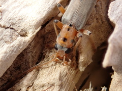 Copidita quadrimaculata
