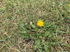 Taraxacum officinale