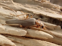 Copidita quadrimaculata
