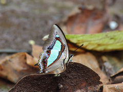 Polyura arja