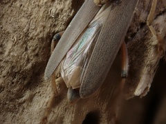 Copidita quadrimaculata