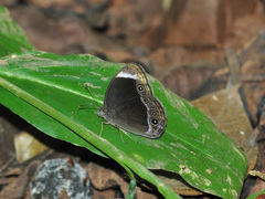 Mycalesis anaxias