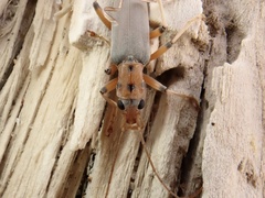 Copidita quadrimaculata