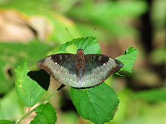 Euthalia monina kesava