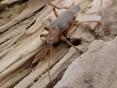 Copidita quadrimaculata