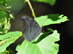 Dophla evelina