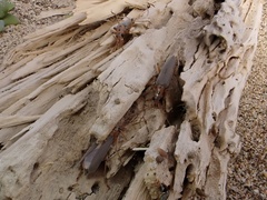 Copidita quadrimaculata