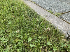 Trifolium repens
