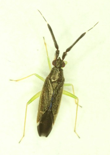 Common Flathorn Plant Bug