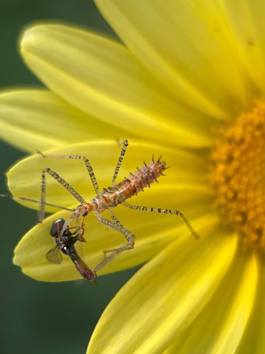 Leafhopper assassin bug
