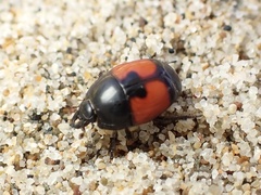 Spilodiscus sellatus