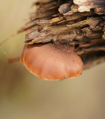 Lentinellus pulvinulus